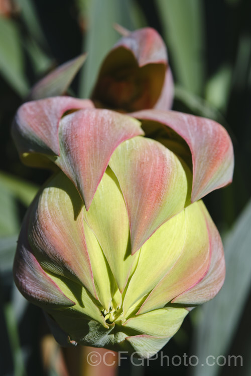 Developing flowerhead of Beschorneria yuccoides, a semi-succulent yucca-like perennial from Mexico. Red flower stems up to 2m tall are topped with pinkish red bracts that partially conceal tubular, green flowers. beschorneria-2412htm'>Beschorneria.