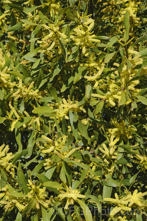 The flowerheads of Sydney Golden Wattle (<i>Acacia longifolia</i>), a late winter-flowering evergreen shrub or small tree native to eastern Australia. It grows to around 8m tall Order: Fabales, Family: Fabaceae