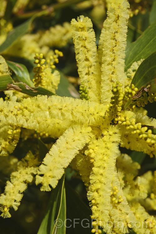 The flowerheads of Sydney Golden Wattle (<i>Acacia longifolia</i>), a late winter-flowering evergreen shrub or small tree native to eastern Australia. It grows to around 8m tall Order: Fabales, Family: Fabaceae