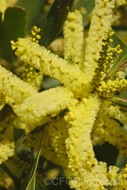 The flowerheads of Sydney Golden Wattle (<i>Acacia longifolia</i>), a late winter-flowering evergreen shrub or small tree native to eastern Australia. It grows to around 8m tall Order: Fabales, Family: Fabaceae