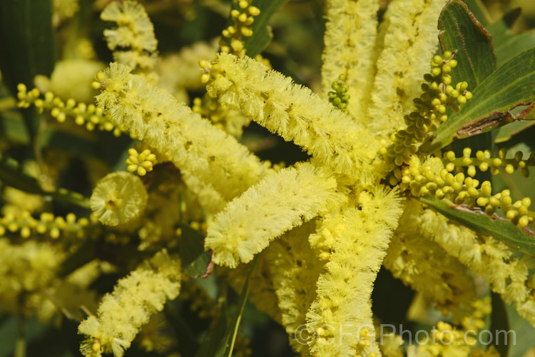 The flowerheads of Sydney Golden Wattle (<i>Acacia longifolia</i>), a late winter-flowering evergreen shrub or small tree native to eastern Australia. It grows to around 8m tall Order: Fabales, Family: Fabaceae