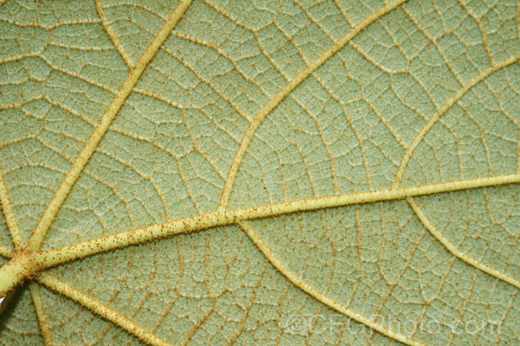 Underside of the foliage of the Mexican Hand. Tree, Devil's Hand. Tree or Monkey Hand. Tree (<i>Chiranthodendron pentadactylon</i>), an evergreen tree native to southern Mexico and Guatemala. A member of the mallow family, it can grow to over 25m tall and in addition to its large, felted leaves, is notable for its distinctive flowers, which contain a structure that fuses the stamens into one fleshy, hand-shaped organ. The flowers a are followed by seed capsules up to 10cm long. chiranthodendron-3505htm'>Chiranthodendron.