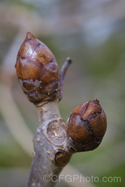 Winter buds of the Pink-flowered Horse Chestnut (<i>Aesculus x carnea</i> [<i>Aesculus hippocastanum</i> x <i>Aesculus pavia</i>]) in flower, with a carpet of fallen petals. This deep pink-flowered hybrid horse chestnut is a 15-25m tall deciduous tree widely cultivated as a specimen or street tree. Order Sapindales, Family: Sapindaceae