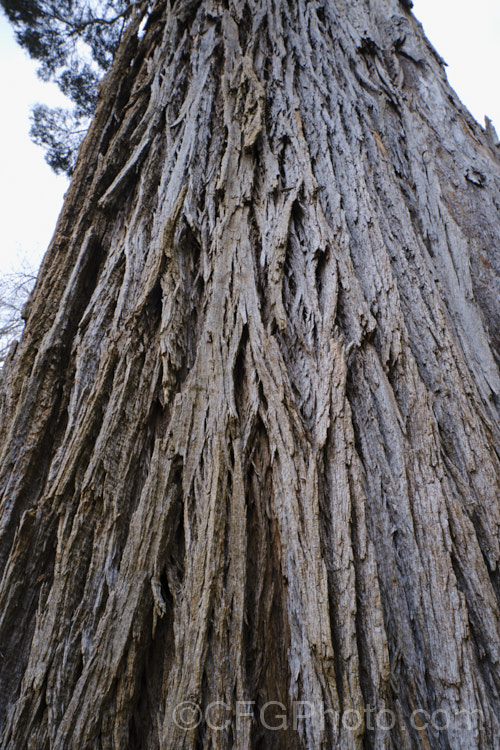 The bark of the Camden. Woollybutt or Paddy's River Box (<i>Eucalyptus macarthurii</i>), a narrow, 30-45m tall evergreen tree native to the ranges between Sydney and Canberra,Australia and now endangered in the wild. Its paired, narrow heart-shaped leaves are up to 15cm long, the bark is thick, furrowed and persistent on the trunk, and the small cream flowers open in spring. Order: Myrtales, Family: Myrtaceae