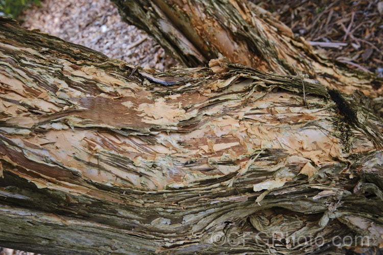 The papery, peeling bark of Willow. Bottlebrush or Pink Tips (<i>Melaleuca salicina [syn. Callistemon salignus]), a spring- to early summer-flowering evergreen shrub of tree to over 6m tall. The flowers are usually greenish yellow but may occasionally be red, and the new growth is red-tinted. Native to much of coastal eastern Australia, where in the wild it can reach well over 10m tall melaleuca-2126htm'>Melaleuca. .