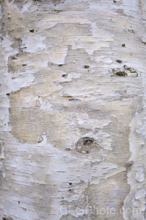 The bark of the Japanese White Birch (<i>Betula platyphylla var. japonica</i>), a cool-temperate northeast Asian deciduous tree closely related to the Common or Silver Birch (<i>Betula pendula</i>). It grows to around 20m tall and has distinctive, peeling, cream to pale buff bar. betula-2077htm'>Betula. <a href='betulaceae-plant-family-photoshtml'>Betulaceae</a>.