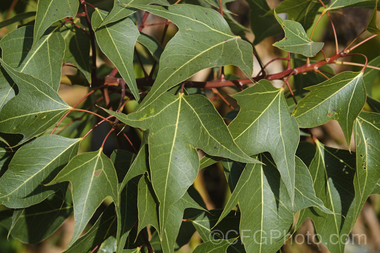 The juvenile foliage of Kurrajong (<i>Brachychiton populneus</i>), a broad-crowned, evergreen tree, up to 18m tall, native to the eastern quarter of Australia. It tolerates a wide variety of soils and grows in areas from semi-arid to forested and well watered. In suitable climates it may be invasive. The adult foliage is poplar-like but juvenile leaves usually have three lobes. The trunk is only slightly swollen, which is more noticeable with young trees. Clusters of cream to pale pink flowers with red interiors open from late spring. brachychiton-2607htm'>Brachychiton.