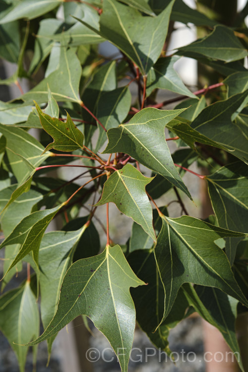 The juvenile foliage of Kurrajong (<i>Brachychiton populneus</i>), a broad-crowned, evergreen tree, up to 18m tall, native to the eastern quarter of Australia. It tolerates a wide variety of soils and grows in areas from semi-arid to forested and well watered. In suitable climates it may be invasive. The adult foliage is poplar-like but juvenile leaves usually have three lobes. The trunk is only slightly swollen, which is more noticeable with young trees. Clusters of cream to pale pink flowers with red interiors open from late spring. brachychiton-2607htm'>Brachychiton.