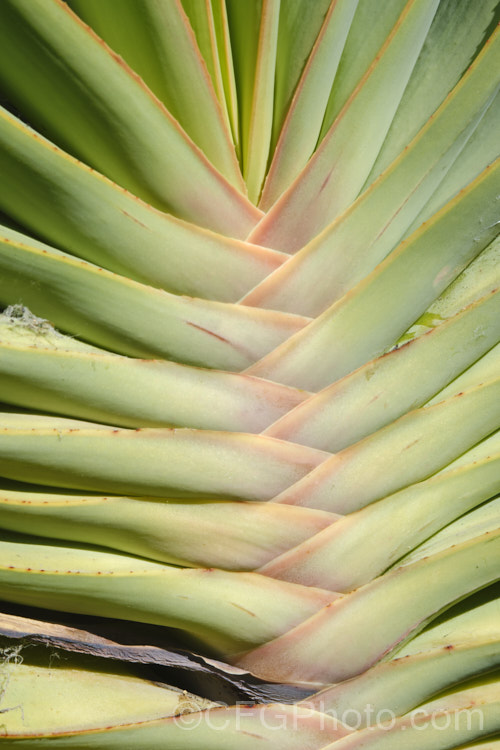 Fan Aloe (<i>Aloe plicatilis</i>), a winter- to spring-flowering, woody-based, succulent perennial native to the Cape. Province of South Africa. The fan-like arrangement of the 30-40cm long leaves is very distinctive