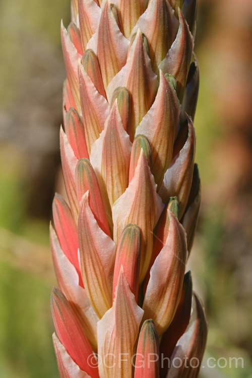 Tree Aloe or Krantz. Aloe (<i>Aloe arborescens</i>), despite its name indicating a tree-like habit, this southern African succulent develops into a dense, branching mound up to 3m high. In winter and spring, it produces many heads of showy orange-red flowers. Order: Asparagales, Family: Asphodelaceae