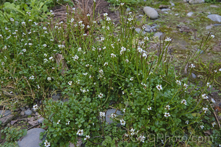 Bitter Cress (<i>Cardamine hirsuta</i>), a small annual or ephemeral weed that self-sows prolifically via its explosive seedpods. Seldom a serious problem in gardens, it can be very difficult to eradicate in container-grown nursery stock. cardamine-2641htm'>Cardamine. .