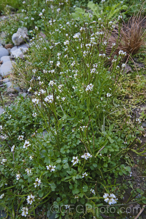 Bitter Cress (<i>Cardamine hirsuta</i>), a small annual or ephemeral weed that self-sows prolifically via its explosive seedpods. Seldom a serious problem in gardens, it can be very difficult to eradicate in container-grown nursery stock. cardamine-2641htm'>Cardamine. .