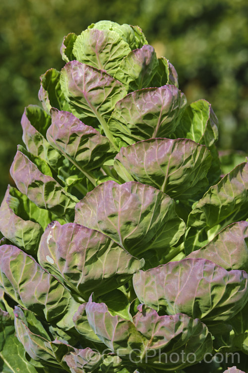 Brussels Sprouts (<i>Brassica oleracea - Gemmifera. Group</i>), a cabbage family vegetable grown for the edible buds that form in the leaf axils of its tall main stem. This form originated in Belgium around 1750, hence the common name