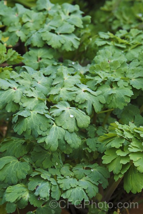 The spring foliage of Granny's Bonnet or European Columbine (<i>Aquilegia vulgaris</i>), a spring- to early summer-flowering perennial native to Europe. It grows to around 90cm tall and is the parent of many garden cultivars and hybrids. Order: Ranunculales, Family: Ranunculaceae