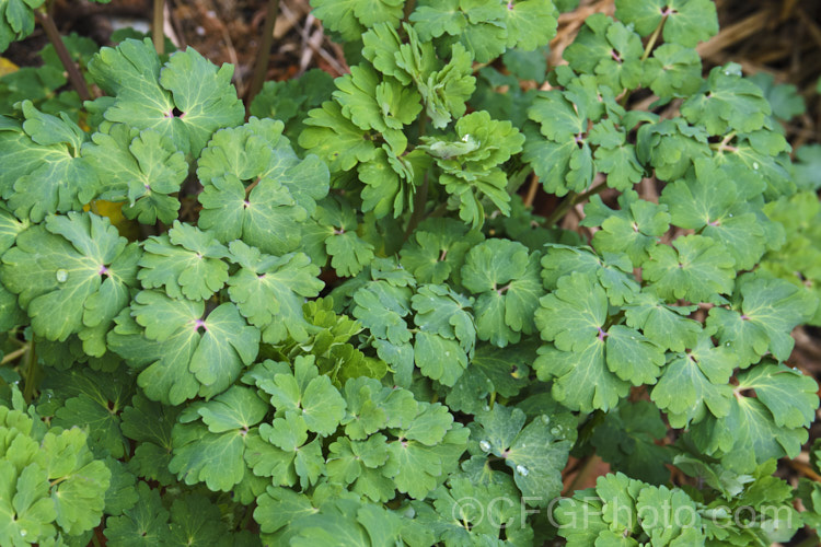 The spring foliage of Granny's Bonnet or European Columbine (<i>Aquilegia vulgaris</i>), a spring- to early summer-flowering perennial native to Europe. It grows to around 90cm tall and is the parent of many garden cultivars and hybrids. Order: Ranunculales, Family: Ranunculaceae