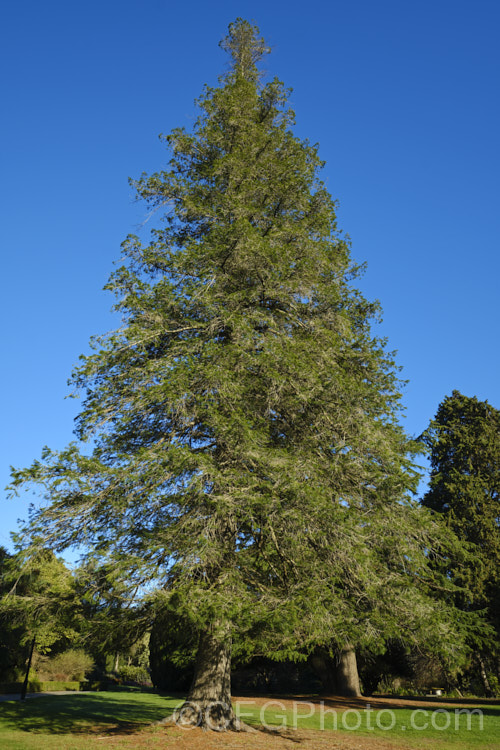 West Himalayan Fir (<i>Abies pindrow</i>), a 40m tall tree native, as the name suggests, to the western Himalayas. The needles are long for a fir. Order: Pinales, Family: Pinaceae