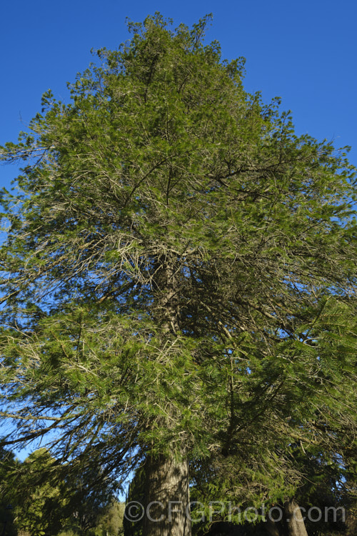 West Himalayan Fir (<i>Abies pindrow</i>), a 40m tall tree native, as the name suggests, to the western Himalayas. The needles are long for a fir. Order: Pinales, Family: Pinaceae