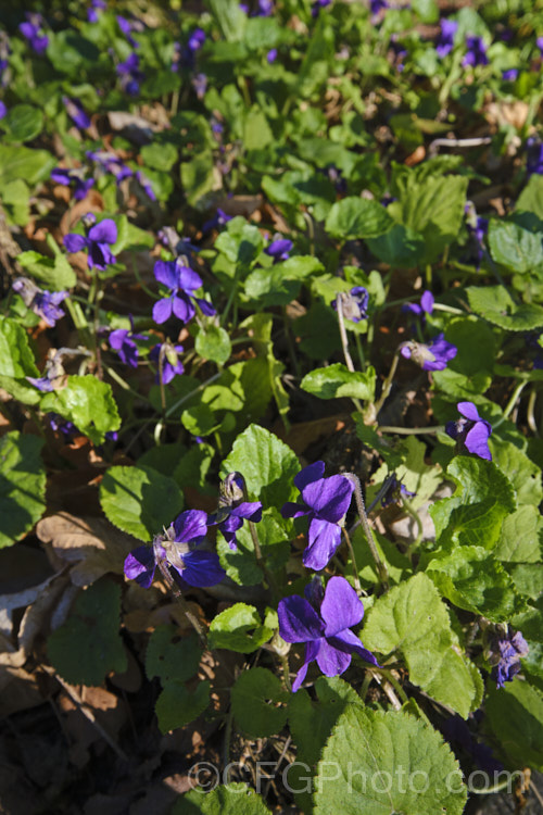 Sweet Violet (<i>Viola odorata</i>), a low-growing, stoloniferous, spring-flowering. European perennial. The flowers are sweetly scented, and the fragrance is widely used in perfumes. viola-2165htm'>Viola. <a href='violaceae-plant-family-photoshtml'>Violaceae</a>.
