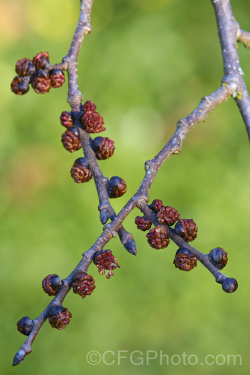 The opening flower buds of the Spreading. Wych or Scotch Elm (<i>Ulmus glabra forma cornuta 'Horizontalis'), a Eurasian deciduous tree in which the crown forms a dense, spreading canopy of foliage. Order: Rosales, Family: Ulmaceae