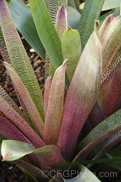 Vriesea 'Pink Nova', a Vriesea hybrid with particularly boldly marked variegated foliage. Its leaves are up to 50cm long. It is sometimes listed as a cultivar of Vriesea gigantea. vriesea-2928htm'>Vriesea.