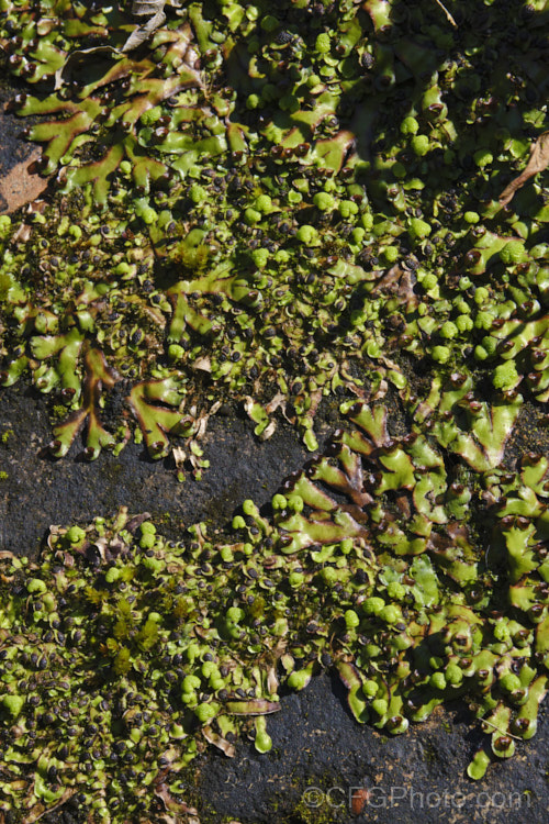 A liverwort, most likely. Asterella australis, a species found in Australia and New Zealand This example has a somewhat different appearance to the norm, possibly due to growing in a sunlit position on a dark rock. asterella-3689htm'>Asterella. <a href='aytoniaceae-plant-family-photoshtml'>Aytoniaceae</a>.