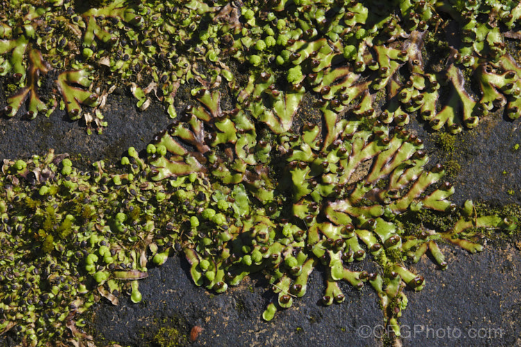 A liverwort, most likely. Asterella australis, a species found in Australia and New Zealand This example has a somewhat different appearance to the norm, possibly due to growing in a sunlit position on a dark rock. asterella-3689htm'>Asterella. <a href='aytoniaceae-plant-family-photoshtml'>Aytoniaceae</a>.