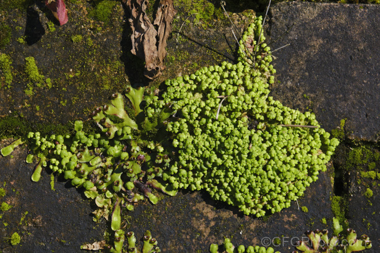 A liverwort, most likely. Asterella australis, a species found in Australia and New Zealand This example has a somewhat different appearance to the norm, possibly due to growing in a sunlit position on a dark rock. asterella-3689htm'>Asterella. <a href='aytoniaceae-plant-family-photoshtml'>Aytoniaceae</a>.