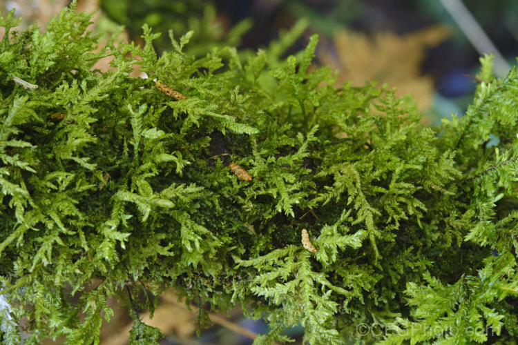 A lush growth of a Camptochaete moss in temperate rainforest, Westland, New Zealand Most likely Camptochaete angustata. Order: Hypnales, Family: Lembophyllaceae