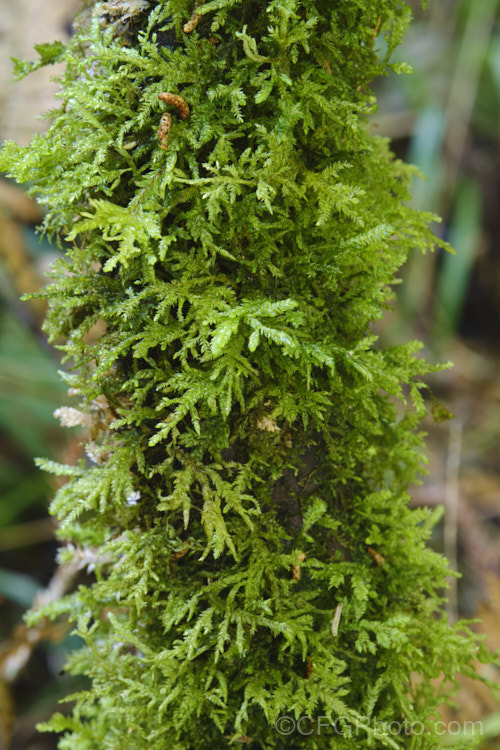 A lush growth of a Camptochaete moss in temperate rainforest, Westland, New Zealand Most likely Camptochaete angustata. Order: Hypnales, Family: Lembophyllaceae