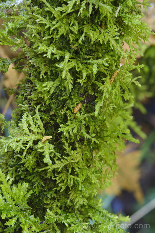 A lush growth of a. Camptochaete moss in temperate rainforest, Westland, New Zealand Most likely Camptochaete angustata. Order: Hypnales, Family: Lembophyllaceae