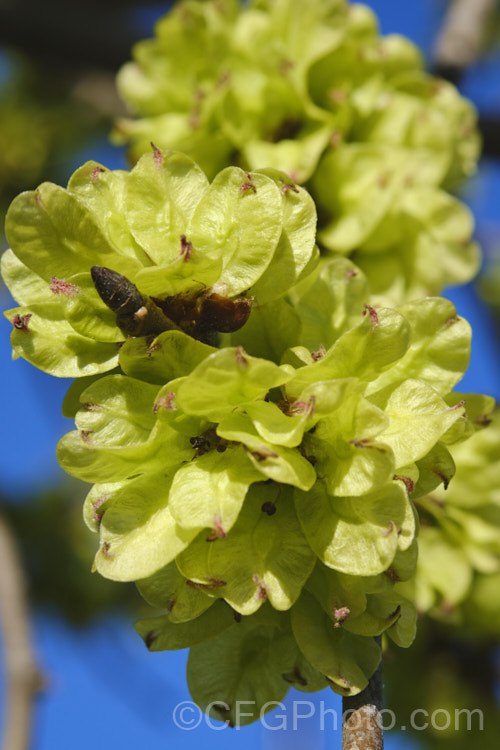 Maturing samara of Wych Elm (<i>Ulmus glabra</i>), a round headed Eurasian deciduous tree with lush foliage and an abundance of seed capsules (samara</i>) in spring. Order: Rosales, Family: Ulmaceae