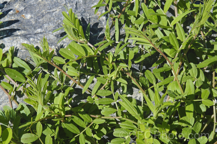 Young foliage of Common Vetch (<i>Vicia sativa</i>), a spring-flowering perennial legume originally native to Eurasia but now widespread and considered a weed in many areas. vicia-3388htm'>Vicia.
