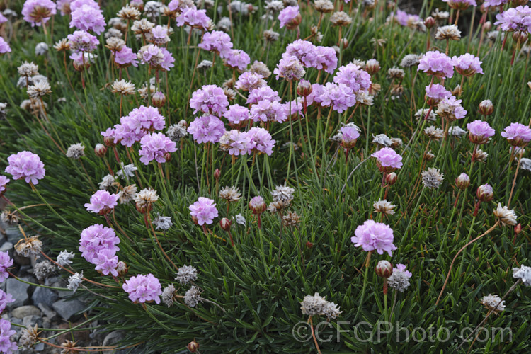 Thrift (<i>Armeria maritima</i>), an evergreen spring-flowering perennial or subshrub that occurs naturally over much of the temperate Northern Hemisphere. Order: Caryophyllales, Family: Plumbaginaceae