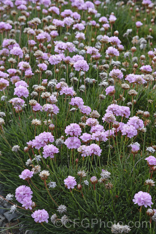 Thrift (<i>Armeria maritima</i>), an evergreen spring-flowering perennial or subshrub that occurs naturally over much of the temperate Northern Hemisphere. Order: Caryophyllales, Family: Plumbaginaceae