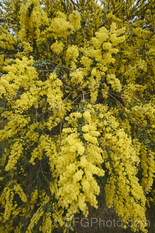 Oven's Wattle or Alpine Wattle (<i>Acacia pravissima</i>), an evergreen, late winter- to spring-flowering, large shrub or small tree from southeastern Australia. The sharply angled phyllodes are quite distinctive. The soft yellow flowers are mildly scented. Order: Fabales, Family: Fabaceae