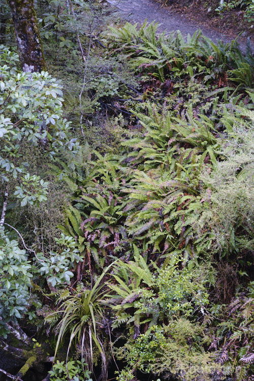 Crown. Fern or Piu. Piu (<i>Blechnum discolor</i>), a fern native to New Zealand and found throughout the country. It has distinctly different fertile (spore-bearing</i>) and sterile fronds and may develop a narrow trunk to around 30cm tall