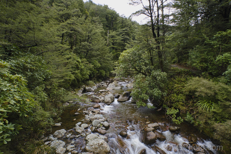 A small river with a rocky bed, flowing through beech forest in the foothills of the Southern. Alps, New Zealand. The trees are mainly. Mountain Beech (<i>Fuscospora cliffortioides [syn. Nothofagus solanderi var. cliffortioides]) and Red Beech (<i>Fuscospora fusca</i>). fuscospora-2994htm'>Fuscospora. <a href='nothofagaceae-plant-family-photoshtml'>Nothofagaceae</a>.