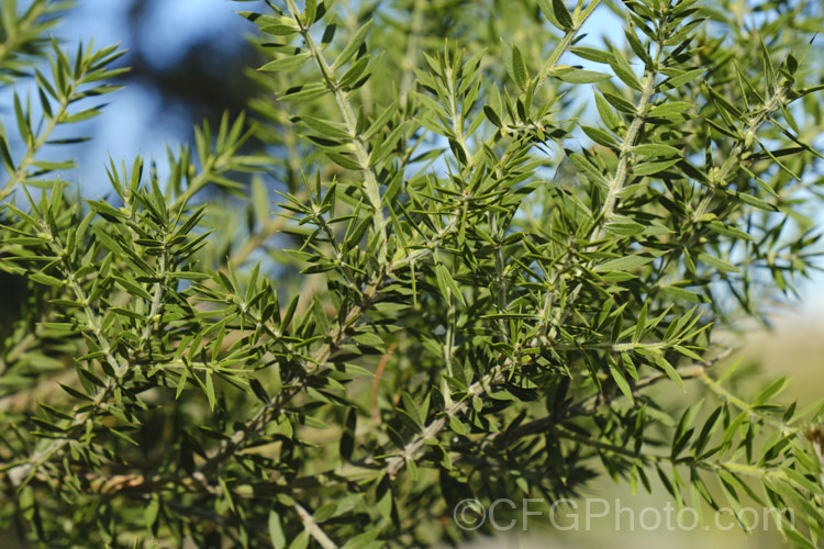 Prickly Moses (<i>Acacia verticillata</i> subsp. <i>ruscifolia</i>), a broader leaved subspecies of a late winter to early spring-flowering evergreen shrub or tree to 9m tall native. Subspecies <i>ruscifolia</i> occurs in isolated spots in southern Victoria but is found mainly in western Tasmania. Its bronze-green foliage is tipped with short, fine spines. Order: Fabales, Family: Fabaceae