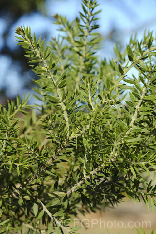 Prickly Moses (<i>Acacia verticillata</i> subsp. <i>ruscifolia</i>), a broader leaved subspecies of a late winter to early spring-flowering evergreen shrub or tree to 9m tall native. Subspecies <i>ruscifolia</i> occurs in isolated spots in southern Victoria but is found mainly in western Tasmania. Its bronze-green foliage is tipped with short, fine spines. Order: Fabales, Family: Fabaceae