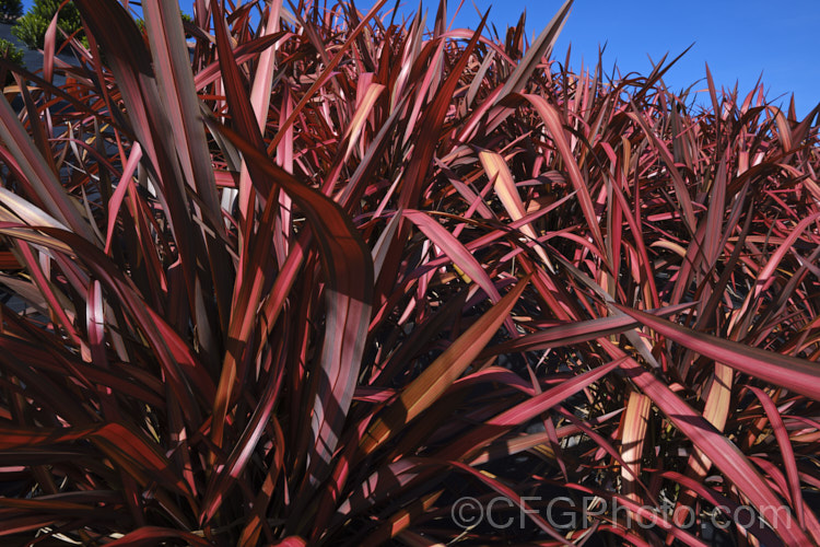 Phormium 'Maori Maiden' (syn 'Rainbow Maiden', a strongly red variegated bronze-leafed cultivar of New Zealand flax, a sword leafed evergreen perennial 'Maori Maiden' can develop into a large clump with foliage to 15m tall. The red colouration is strong year-round and even the young growth shows only minimal pink or cream tones. Order: Asparagales, Family: Asphodelaceae