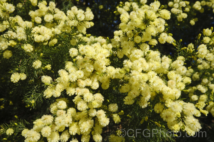 <i>Acacia</i> 'Rewa', an evergreen, spring-flowering, 2.5 x 2.5m shrub with bright to deep green needle-like foliage and short bottlebrush-like flowerheads. This cultivar is quite widely grown in New Zealand and is usually listed as a form of <i>Acacia verticillata<i> or <i>Acacia riceana</i>, but really it does not closely resemble either of those species. Order: Fabales, Family: Fabaceae