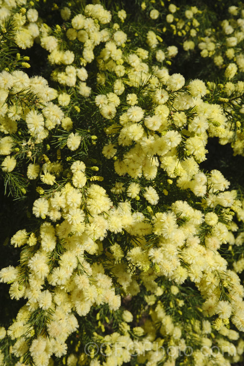 <i>Acacia</i> 'Rewa', an evergreen, spring-flowering, 2.5 x 2.5m shrub with bright to deep green needle-like foliage and short bottlebrush-like flowerheads. This cultivar is quite widely grown in New Zealand and is usually listed as a form of <i>Acacia verticillata<i> or <i>Acacia riceana</i>, but really it does not closely resemble either of those species. Order: Fabales, Family: Fabaceae