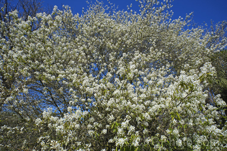 Amelanchier lamarckii, often misidentified in gardens as Amelanchier canadensis, this spring-flowering deciduous shrub or tree to 10m tall is a native of eastern Canada. Order: Rosales, Family: Rosaceae