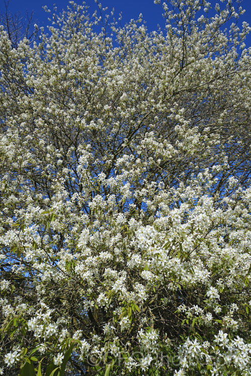 Amelanchier lamarckii, often misidentified in gardens as Amelanchier canadensis, this spring-flowering deciduous shrub or tree to 10m tall is a native of eastern Canada. Order: Rosales, Family: Rosaceae