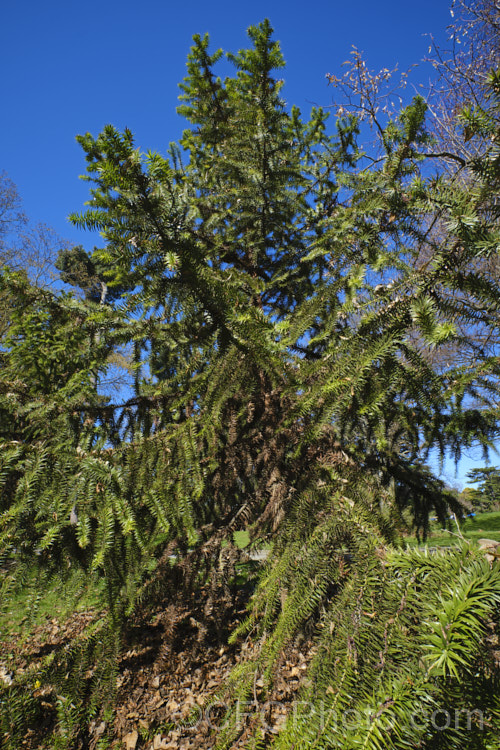 Parana Pine, Brazilian Pine or Candelabra Tree (<i>Araucaria angustifolia</i>), an evergreen conifer up to 40m tall, found in Brazil and neighbouring parts of Paraguay and Argentina, usually in mountain forests at elevations up to 1800m. Its branches are covered in fierce, sharp edged, spine-tipped leaves, as is the trunk when young. When mature, the tree has branches held in a distinctive radiating pattern resembling a candelabra. Order: Pinales, Family: Araucariaceae