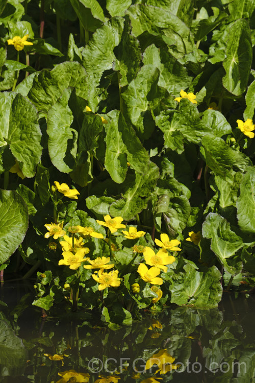 Kingcup or Marsh. Marigold (<i>Caltha palustris</i>), a spring-flowering ranunculus-like perennial with a preference for damp to wet soil. It occurs over much of the temperate Northern Hemisphere. caltha-2630htm'>Caltha.