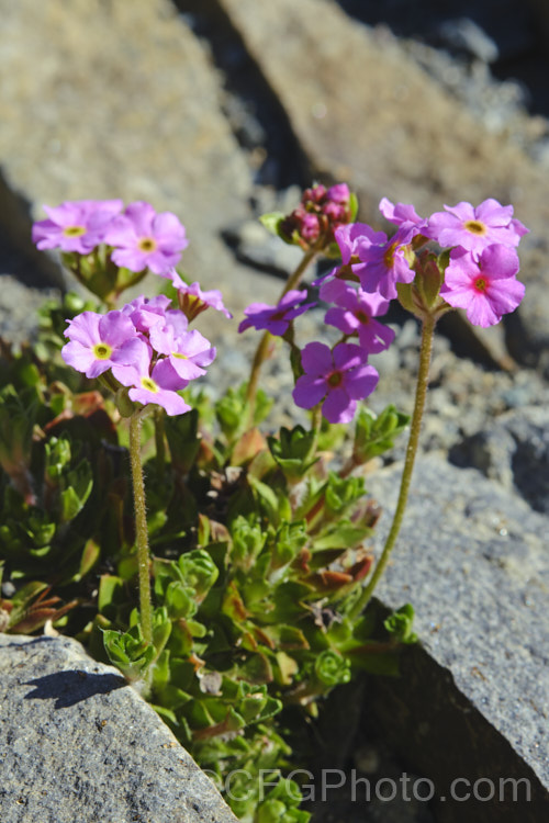 Androsace sempervivoides, a small, spring-flowering perennial native to the northwestern Himalayas. It forms clusters of sempervivum-like foliage rosettes and is a natural scree plant or crevice dweller (chasmophyte</i>). Order: Ericales, Family: Primulaceae