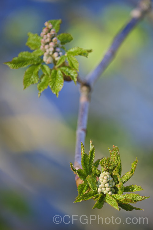 Expanding leaves and flower buds of the Pink-flowered Horse Chestnut (<i>Aesculus x carnea</i> [<i>Aesculus hippocastanum</i> x <i>Aesculus pavia</i>]) in flower, with a carpet of fallen petals. This deep pink-flowered hybrid horse chestnut is a 15-25m tall deciduous tree widely cultivated as a specimen or street tree. Order Sapindales, Family: Sapindaceae