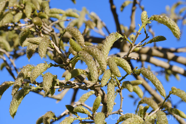 Developing flower panicles of the Chinese Wisteria (<i>Wisteria sinensis</i>), a spring-flowering, twining vine native to China. There are many cultivars. The stem of this species twines in the opposite direction to that of the Japanese Wisteria: anticlockwise not clockwise. wisteria-2308htm'>Wisteria.