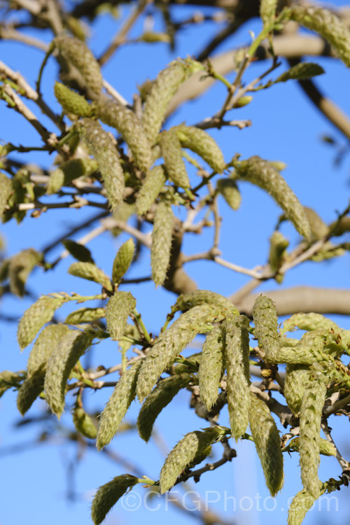 Developing flower panicles of the Chinese Wisteria (<i>Wisteria sinensis</i>), a spring-flowering, twining vine native to China. There are many cultivars. The stem of this species twines in the opposite direction to that of the Japanese Wisteria: anticlockwise not clockwise. wisteria-2308htm'>Wisteria.